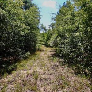 Photo of SOLD!!  36.5 Acres of Riverfront Hunting Land in Craven County NC!