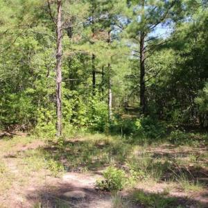 Photo of SOLD!!  36.5 Acres of Riverfront Hunting Land in Craven County NC!