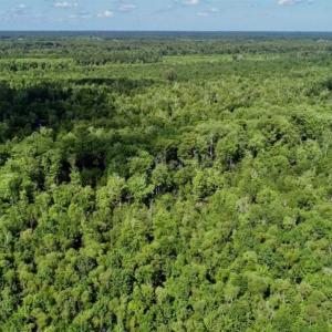 Photo of SOLD!!  36.5 Acres of Riverfront Hunting Land in Craven County NC!