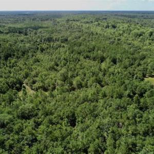 Photo of SOLD!!  36.5 Acres of Riverfront Hunting Land in Craven County NC!