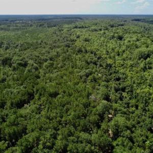 Photo of SOLD!!  36.5 Acres of Riverfront Hunting Land in Craven County NC!