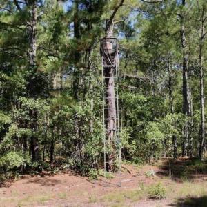 Photo of SOLD!!  36.5 Acres of Riverfront Hunting Land in Craven County NC!
