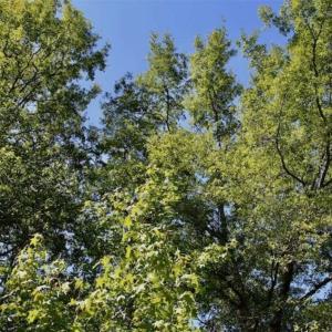 Photo of SOLD!!  36.5 Acres of Riverfront Hunting Land in Craven County NC!