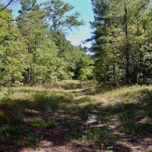 Photo of SOLD!!  36.5 Acres of Riverfront Hunting Land in Craven County NC!