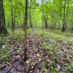 Photo of UNDER CONTRACT!!  123.19 +/- Acres of Farm and Recreational Land For Sale in Person County, NC!