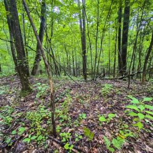 Photo of UNDER CONTRACT!!  123.19 +/- Acres of Farm and Recreational Land For Sale in Person County, NC!