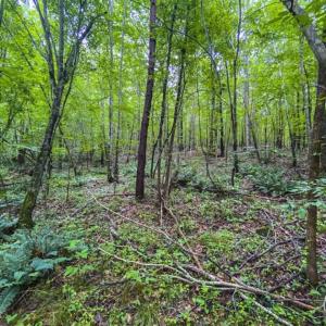 Photo of UNDER CONTRACT!!  123.19 +/- Acres of Farm and Recreational Land For Sale in Person County, NC!
