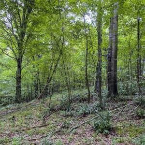 Photo of UNDER CONTRACT!!  123.19 +/- Acres of Farm and Recreational Land For Sale in Person County, NC!