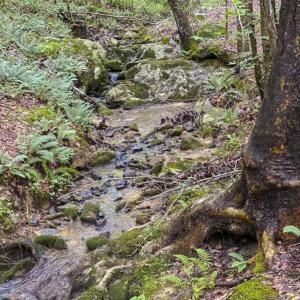 Photo of UNDER CONTRACT!!  123.19 +/- Acres of Farm and Recreational Land For Sale in Person County, NC!