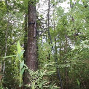 Photo of SOLD!!  21 Acres of Hunting and Timber Land For Sale in Perquimans County NC!