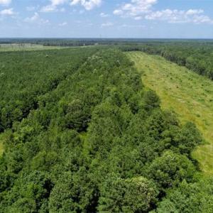 Photo of SOLD!!  21 Acres of Hunting and Timber Land For Sale in Perquimans County NC!
