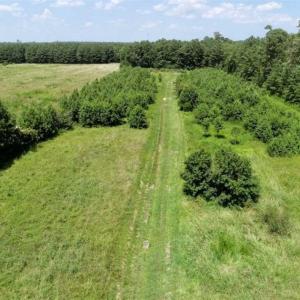Photo of SOLD!!  21 Acres of Hunting and Timber Land For Sale in Perquimans County NC!