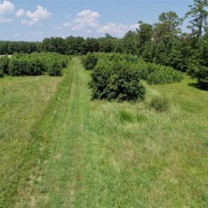 Photo of SOLD!!  21 Acres of Hunting and Timber Land For Sale in Perquimans County NC!