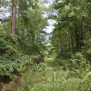 Photo of SOLD!!  21 Acres of Hunting and Timber Land For Sale in Perquimans County NC!