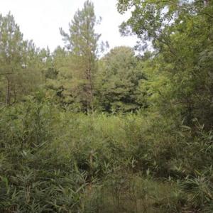 Photo of SOLD!!  21 Acres of Hunting and Timber Land For Sale in Perquimans County NC!