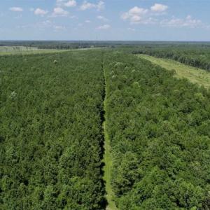 Photo of SOLD!!  21 Acres of Hunting and Timber Land For Sale in Perquimans County NC!