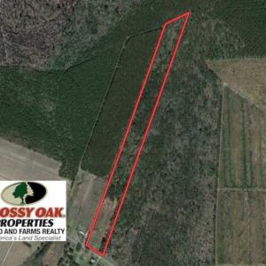Photo of SOLD!!  21 Acres of Hunting and Timber Land For Sale in Perquimans County NC!