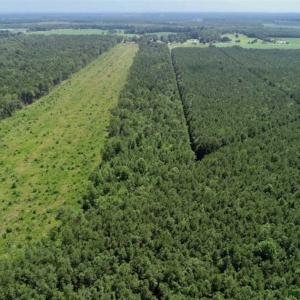Photo of SOLD!!  21 Acres of Hunting and Timber Land For Sale in Perquimans County NC!