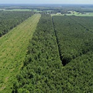 Photo of SOLD!!  21 Acres of Hunting and Timber Land For Sale in Perquimans County NC!