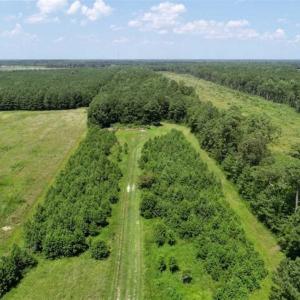 Photo of SOLD!!  21 Acres of Hunting and Timber Land For Sale in Perquimans County NC!