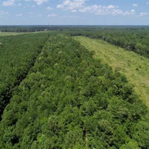 Photo of SOLD!!  21 Acres of Hunting and Timber Land For Sale in Perquimans County NC!