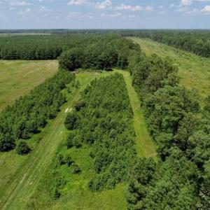 Photo of SOLD!!  21 Acres of Hunting and Timber Land For Sale in Perquimans County NC!