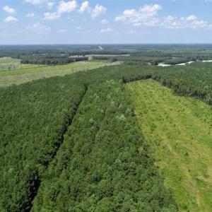 Photo of SOLD!!  21 Acres of Hunting and Timber Land For Sale in Perquimans County NC!