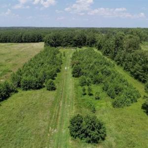 Photo of SOLD!!  21 Acres of Hunting and Timber Land For Sale in Perquimans County NC!