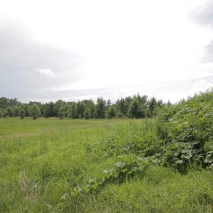 Photo of SOLD!!  21 Acres of Hunting and Timber Land For Sale in Perquimans County NC!