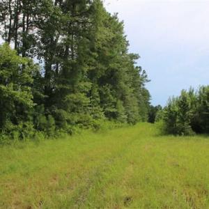 Photo of SOLD!!  21 Acres of Hunting and Timber Land For Sale in Perquimans County NC!