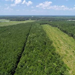Photo of SOLD!!  21 Acres of Hunting and Timber Land For Sale in Perquimans County NC!