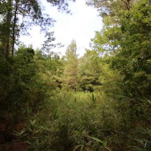 Photo of SOLD!!  21 Acres of Hunting and Timber Land For Sale in Perquimans County NC!