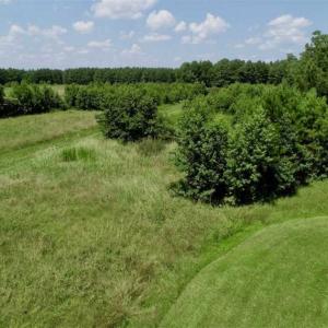 Photo of SOLD!!  21 Acres of Hunting and Timber Land For Sale in Perquimans County NC!