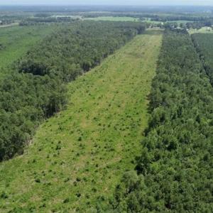 Photo of SOLD!!  23 Acres Hunting and Timber Land For Sale in Perquimans County NC!