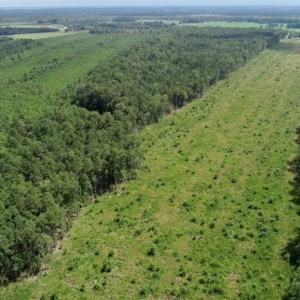 Photo of SOLD!!  23 Acres Hunting and Timber Land For Sale in Perquimans County NC!