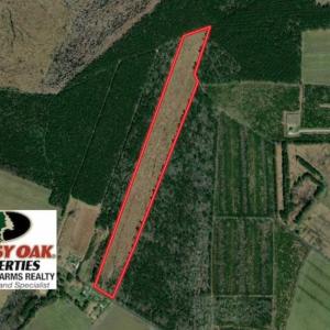 Photo of SOLD!!  23 Acres Hunting and Timber Land For Sale in Perquimans County NC!