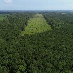 Photo of SOLD!!  23 Acres Hunting and Timber Land For Sale in Perquimans County NC!
