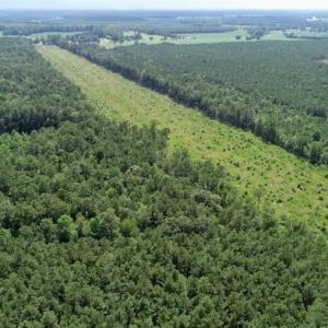 Photo of SOLD!!  23 Acres Hunting and Timber Land For Sale in Perquimans County NC!
