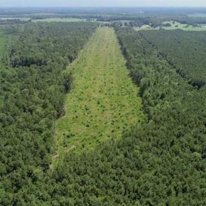 Photo of SOLD!!  23 Acres Hunting and Timber Land For Sale in Perquimans County NC!