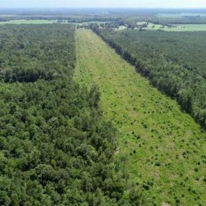 Photo of SOLD!!  23 Acres Hunting and Timber Land For Sale in Perquimans County NC!