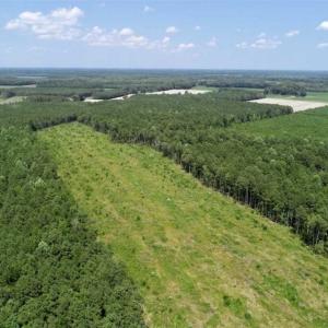 Photo of SOLD!!  23 Acres Hunting and Timber Land For Sale in Perquimans County NC!