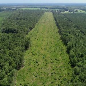 Photo of SOLD!!  23 Acres Hunting and Timber Land For Sale in Perquimans County NC!