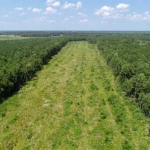 Photo of SOLD!!  23 Acres Hunting and Timber Land For Sale in Perquimans County NC!