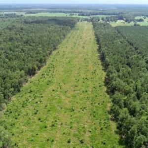 Photo of SOLD!!  23 Acres Hunting and Timber Land For Sale in Perquimans County NC!
