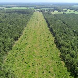 Photo of SOLD!!  23 Acres Hunting and Timber Land For Sale in Perquimans County NC!