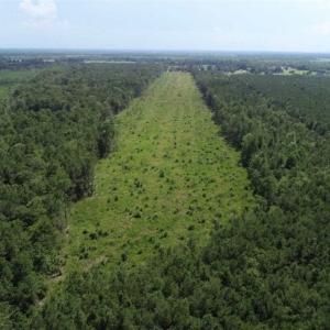 Photo of SOLD!!  23 Acres Hunting and Timber Land For Sale in Perquimans County NC!