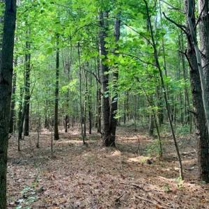 Photo of SOLD!!  65.24 Acres of Timber and Hunting Land For Sale in Nash County NC!