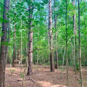 Photo of SOLD!!  65.24 Acres of Timber and Hunting Land For Sale in Nash County NC!