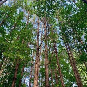 Photo of SOLD!!  65.24 Acres of Timber and Hunting Land For Sale in Nash County NC!