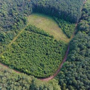 Photo of SOLD!!  65.24 Acres of Timber and Hunting Land For Sale in Nash County NC!